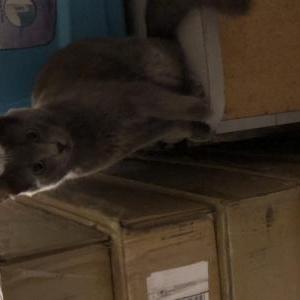 Lost Cat Luna