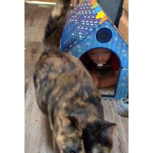 2nd Image of Beauty, Lost Cat