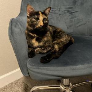 Lost Cat Minerva