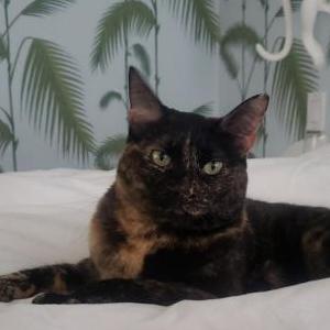 Lost Cat Cleo