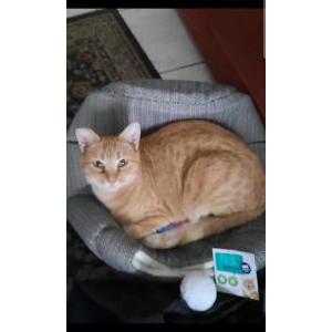 Lost Cat Lucy