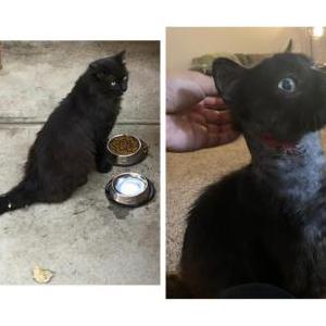 Lost Cat Beto Corral