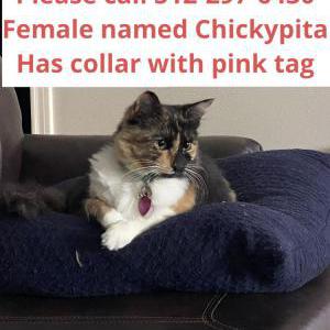 Lost Cat Chickypita