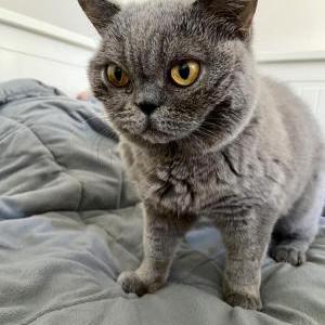 Lost Cat Meowshka