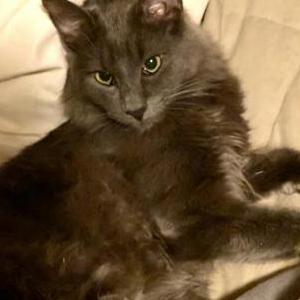 Lost Cat Ollie