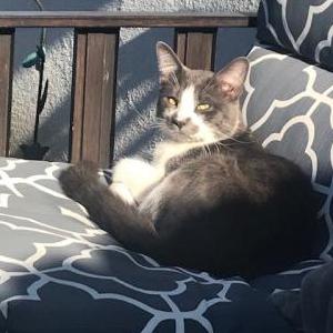 Lost Cat Loki