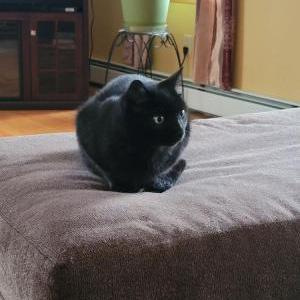 Lost Cat Bear, a solid black