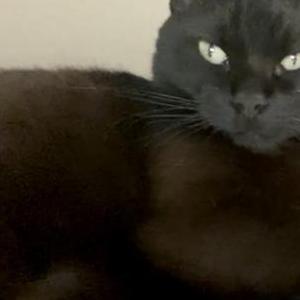 Lost Cat Jasmine