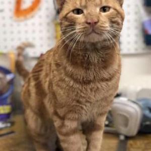 Lost Cat Cheddar