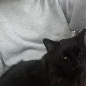 Lost Cat Shorty