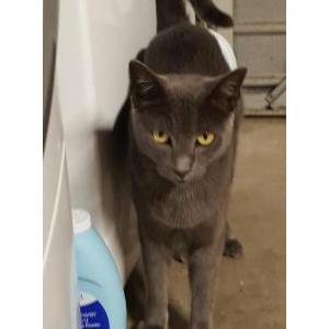 Lost Cat Smokey (Goosey)