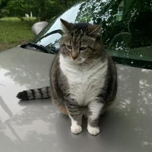 Lost Cat Holly