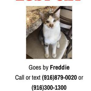 Lost Cat Freddie