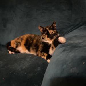 Lost Cat Moira