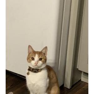 Lost Cat Kevin