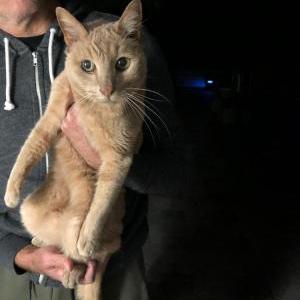 Found Cat unknown