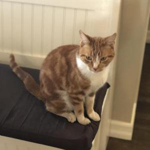 Lost Cat Orange