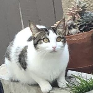 Lost Cat Mimi