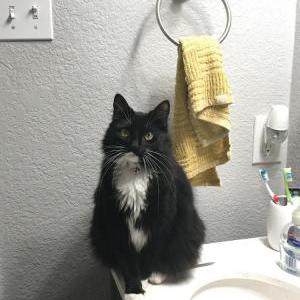 Lost Cat Juno