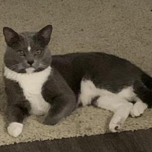 Lost Cat Kiwi