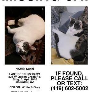 Lost Cat Sushi