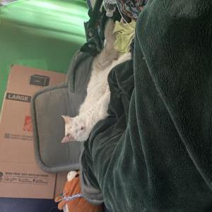 Lost Cat Albino