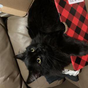 Lost Cat Boots