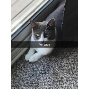 Lost Cat Versace