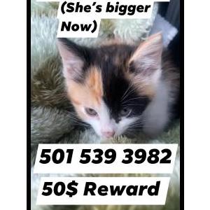 Lost Cat Doja