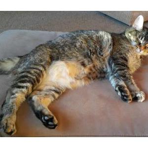 Lost Cat Lily Lu