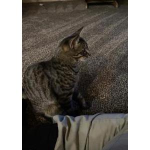 Lost Cat Zeb