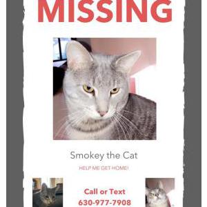 Lost Cat Smokey