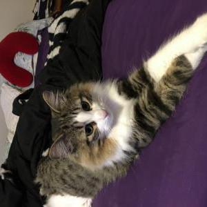 Lost Cats In Mandeville La Lost My Kitty