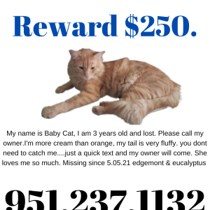 Lost Cat Baby Cat