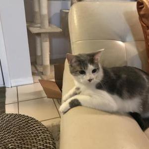 Lost Cat Remy