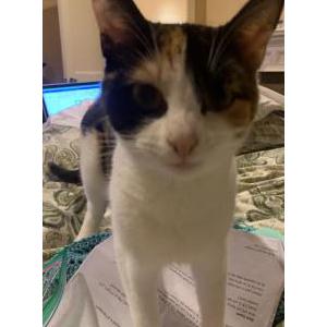 Lost Cat Chippy (no collar)