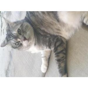 Lost Cat Misty