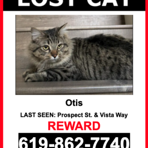 Lost Cat Otis
