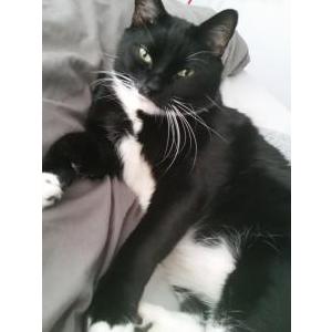 Lost Cat Dolce