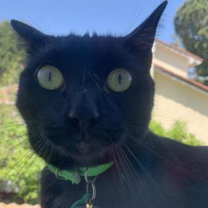 Lost Cat salem