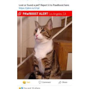 2nd Image of Spike, Lost Cat
