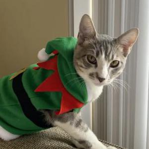 Lost Cat Dot