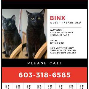 Lost Cat Binx