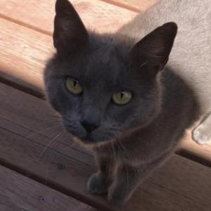 Found Cat Unknown gray kitty