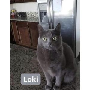 Lost Cat Loki