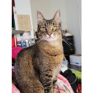 Lost Cat Kitton