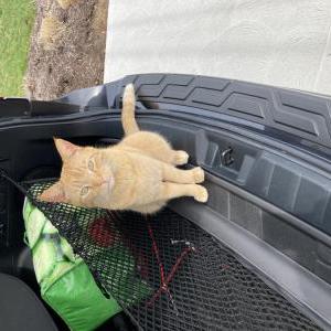 Lost Cat Rory