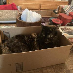 Lost Cat Jazzy