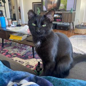 Lost Cat Sirius