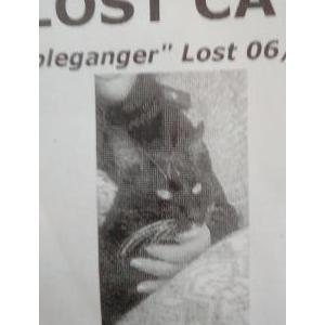 2nd Image of Doppie, Lost Cat